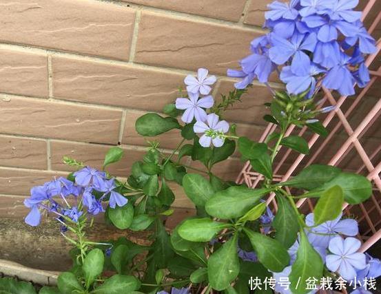 阳光■4种最适合夏天养的花,越热越潮长得越好!3个月阳台变花海