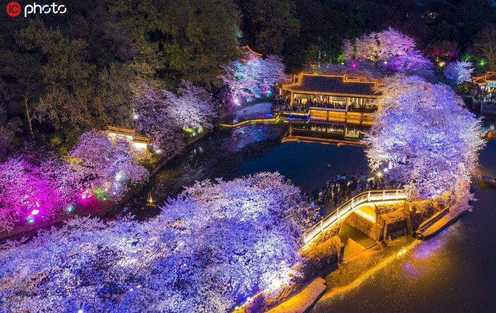  无锡：江苏无锡太湖鼋头渚景区夜樱美如画