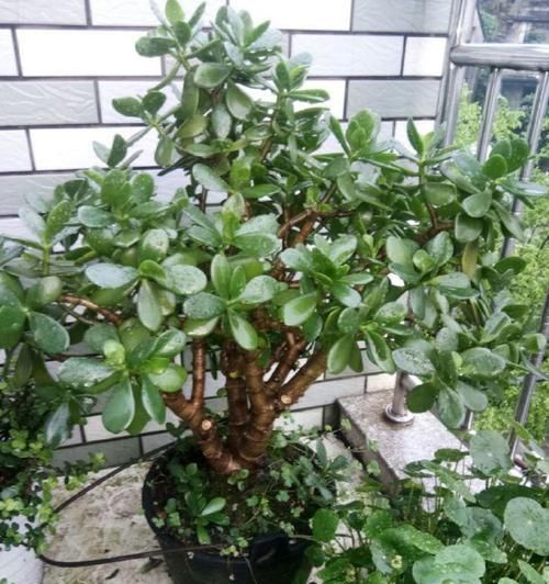  黄叶@5种花怕乱浇水，浇错了就黄叶，更别指望开花了！
