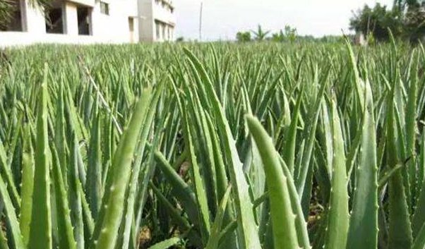  [种植芦荟]把它晒成25斤的话，一亩地能挣10000元，不是种新的风