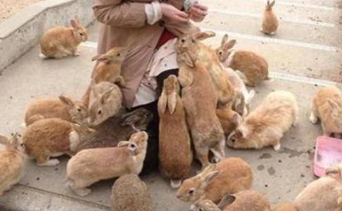 日本最神奇的一座岛屿，发家靠兔子，如今每年要接待十五万的游客