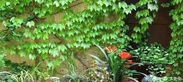  庭院|乡村的庭院，大家为什么这么喜欢