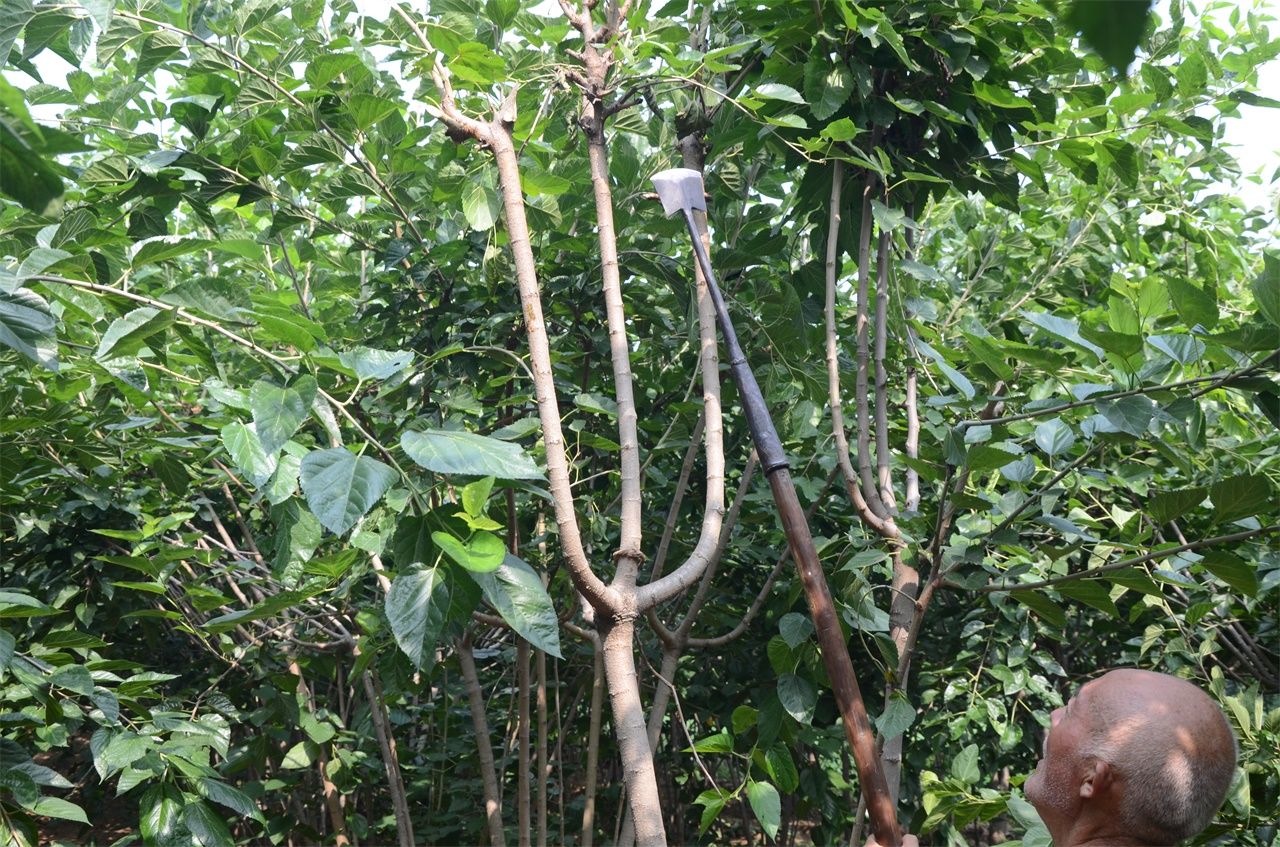 农村七旬老人植桑制杈50年，一年做五百杆桑杈，感叹手艺要消失