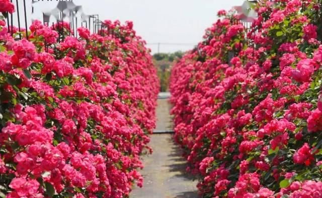 「体温检测」第四届〈花乡玫瑰〉艺术节!门票无限量免费送!