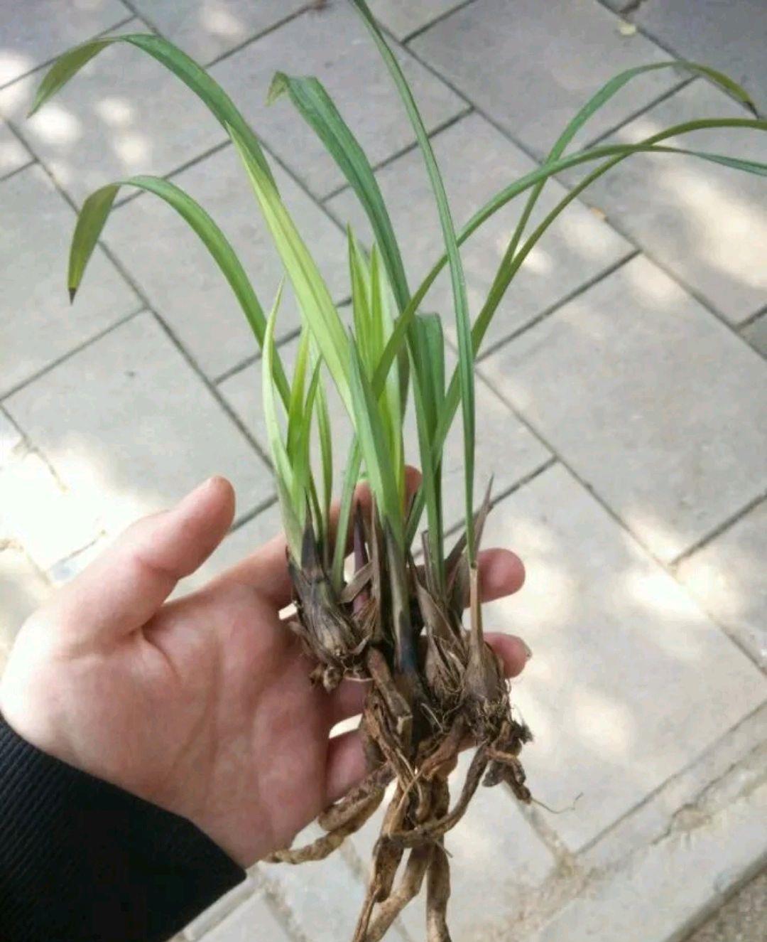 【芦头】烂根严重的兰花直接丢?花匠教你3招,捂兰花芦头,一个月长新芽