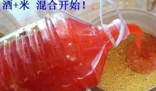  「米面」钓鲫鱼时，别费钱买饵了，常做3种饵窝，让你渔获倍增！