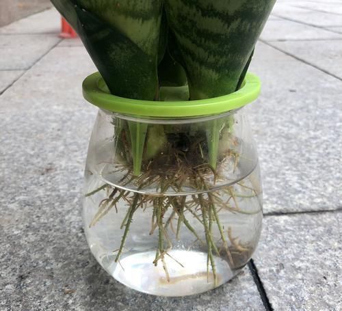 入水中■水培虎皮兰有技巧,不重视3点,水培再多也是徒劳