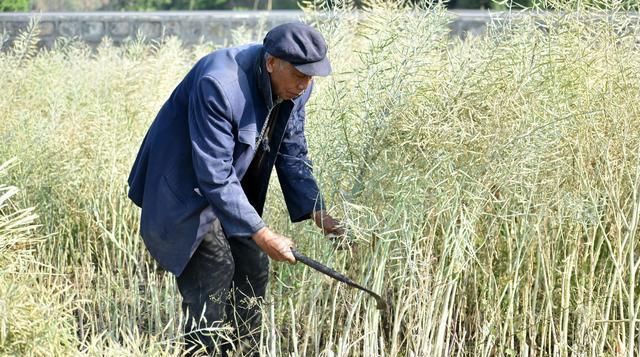  【养老金】10年后农村人如何养老？工人退休有养老金，农民有啥