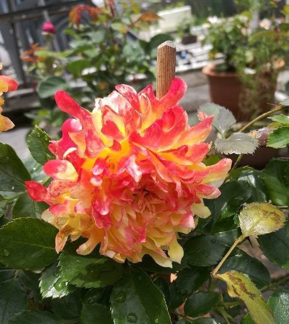  枝繁叶茂@养花就养这四款，全年开花不停，花色艳丽，花开枝繁叶茂，美