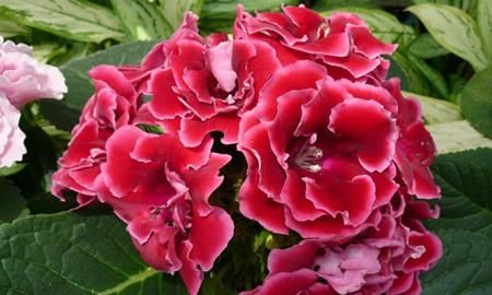  『室内』此花开花量大，长势茂盛，开花红艳艳，适合室内养护观赏