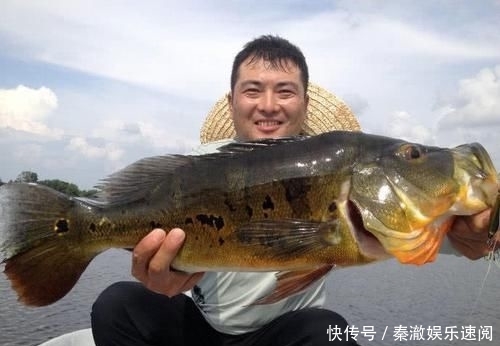 #拼命#以美丽凶悍著称的孔雀鲈,遇见鱼饵拼命追,想钓点别的鱼都困难