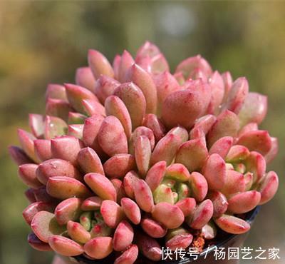  一大|她家红宝石长出一大盆，叶子红艳胖乎乎，邻居看了都羡慕