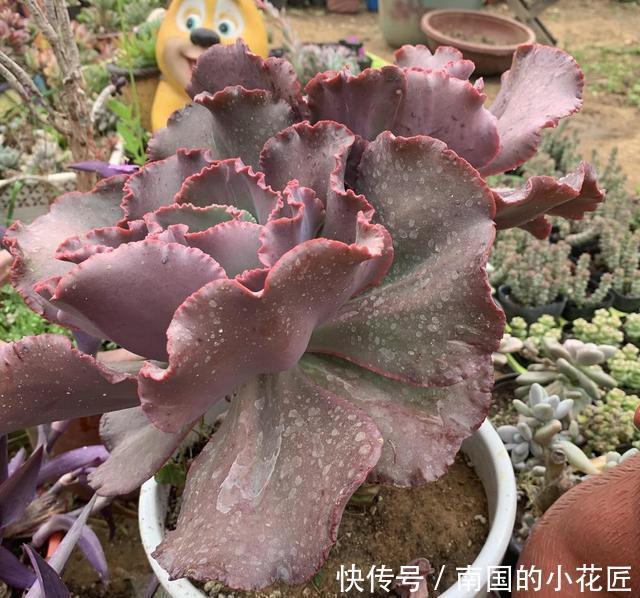  『女王』6年的女王花笠，长成“大波浪”，老桩拇指粗，成了镇宅宝贝