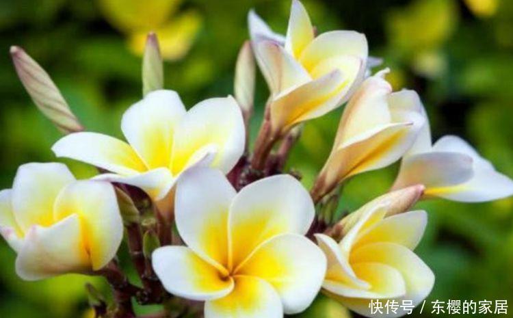  『三角梅』一养就上瘾的4种花，漂亮易爆盆，阳台变“花海”，越养越喜欢