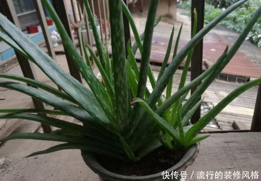  「冒芽」不会养芦荟，记住几个技巧，一年长到爆盆，叶片肥厚，呼呼冒芽