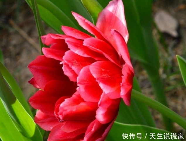 农历这几日出生的女人,生来贵气,定能过上阔太