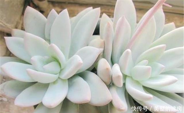 光照|好养优美的多肉霜之朝,养护中这3点一定要知道,上色塑型全靠它