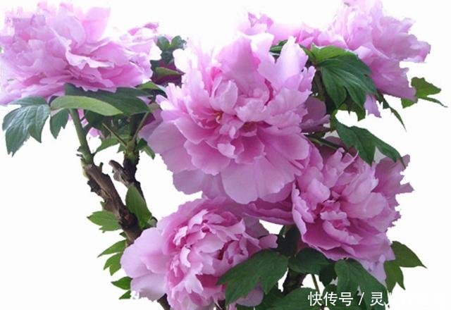 喜欢养花的你知道园林三宝、天下第一香、花间四友都是什么吗