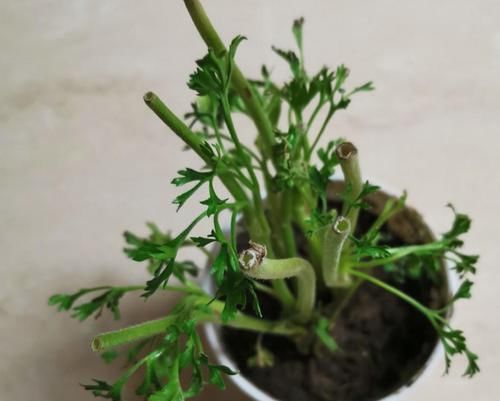  毛茛■花毛茛倒伏？注意这些点，重新直溜溜长！