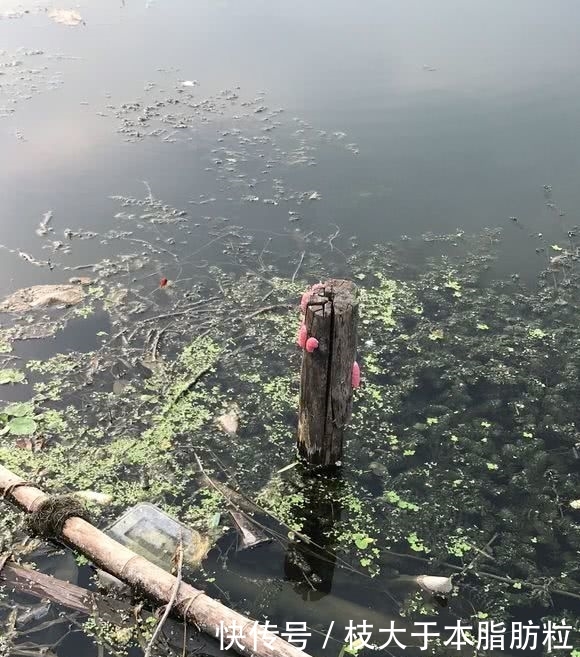 入侵生物？上海河道，现大量红色恶心生物，钓鱼人：河里鱼都没了