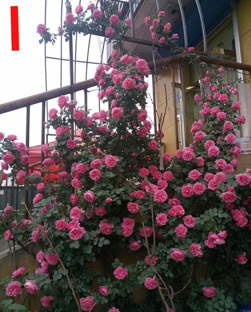  【柔美】这些花朵放阳台养，花开爆满花期长，花色柔美，一次开爆成花海