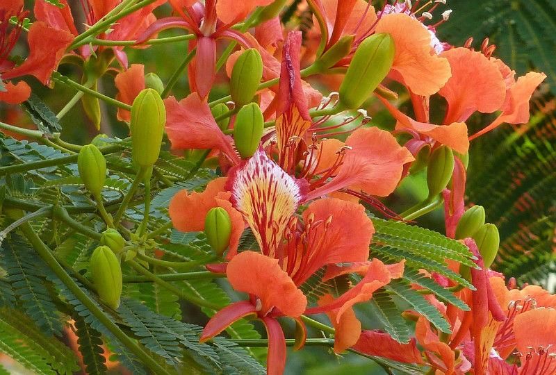 世界十大最美的树,世界上最漂亮的树木