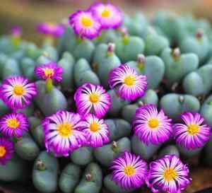  『植物』有时候，花朵也在模仿动物，模仿人类，多有趣啊