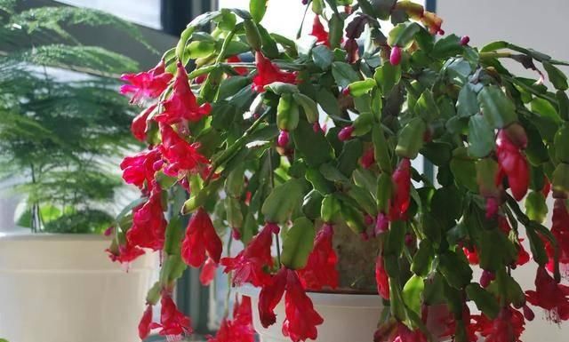  反而■5种花要“穷养”，小花盆，少浇水，反而越长越好