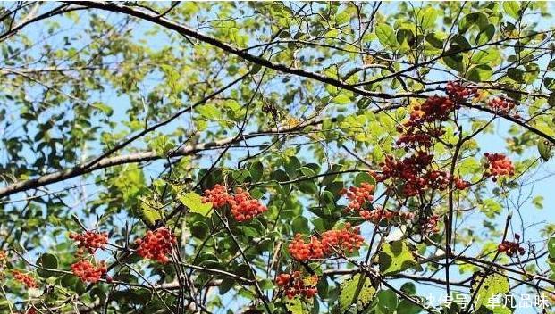 你见过“袖珍苹果”吗？高价农民都不卖，因为泡酒价值更高！