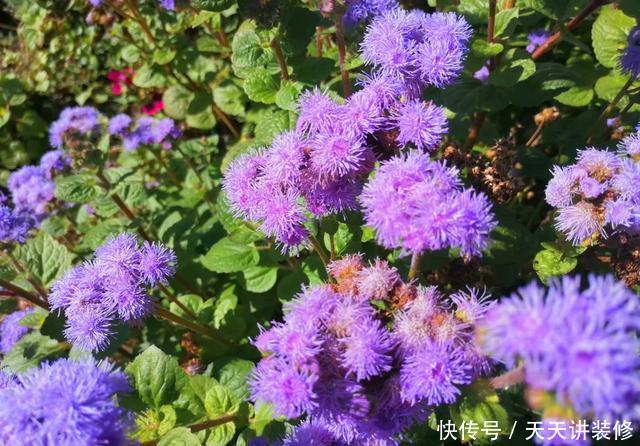  「春天」绣球不好养？不如养盆它，秋天开出一片梦幻紫