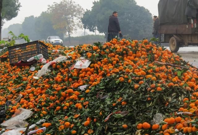 广西桂林蜜桔成灾，每公斤价格低至0.25元，烂在大街堆积如山