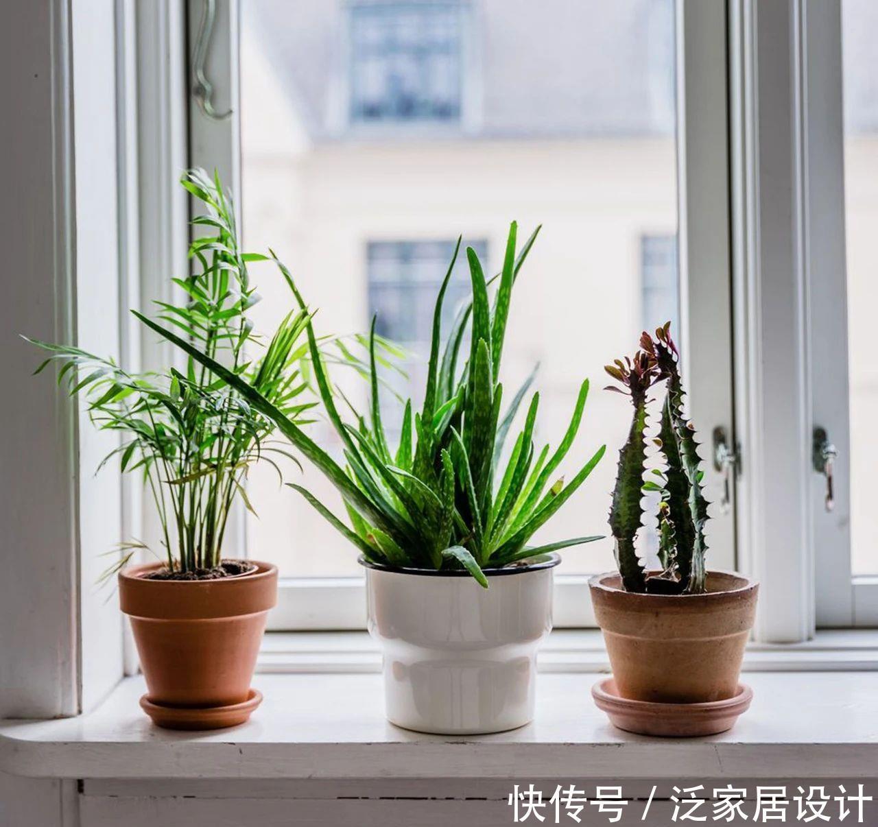 『直射光』透过窗户的阳光是直射光,还是散射光?养花前还是要了解一下的
