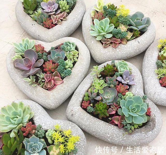 养花：养花怡情,养肉修身,多肉植物种植日记