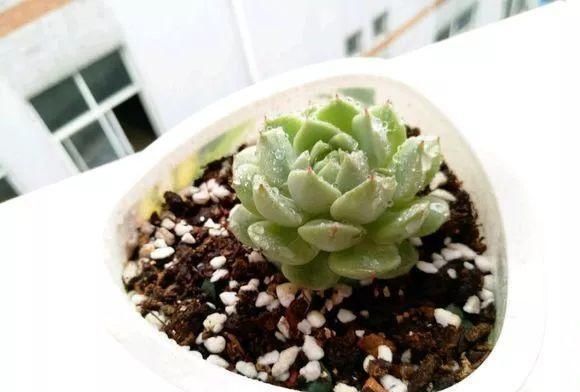  「度夏」多肉植物度夏难？安全度夏指南送给你