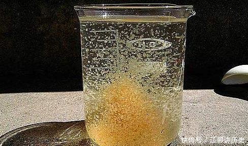  【营养】孔雀鱼苗斗鱼苗不吃咋办教你做这食物，小鱼吃它们营养高长得快！