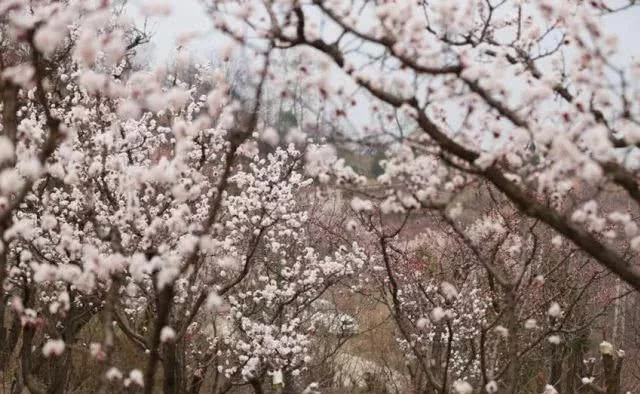 阳春三月,群芳争艳!来看西安这些“花花世界”的最佳踏春赏花指南
