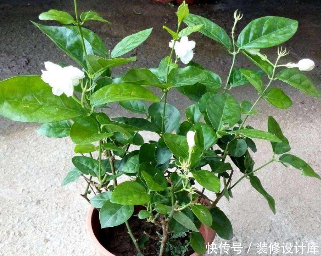 『忌用』家中养花,忌用这类生肥,不然容易烧根、黄叶