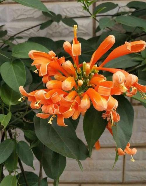  「开成」养棵“炮仗花”，花开3季，阳台开成花园，花瓣漂亮，不怕低温