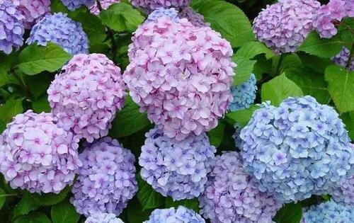 『值得』3种花,现在种下正当时,花量丰富,养护简单,值得拥有!