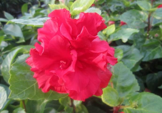  「长春花」4种花，花色美，一开就是一整年，养一盆太值了！