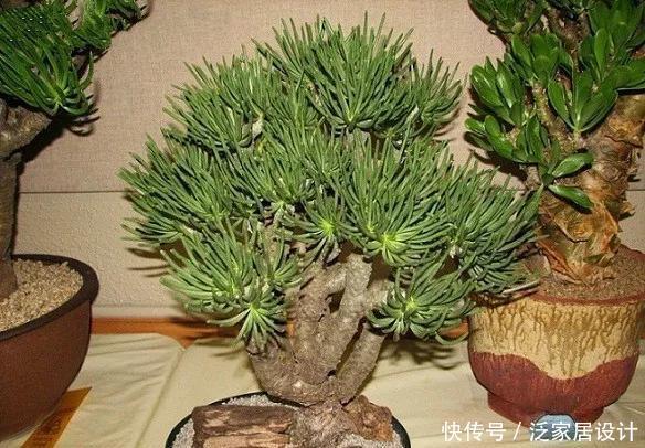 越来越■多肉迷越来越多,但是这几类多肉植物不宜养,有毒呢!