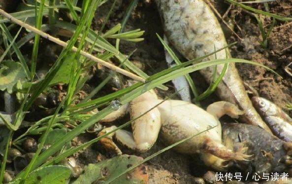 农村农民河边捕鱼收鱼笼，刚捞上来脸色突变！