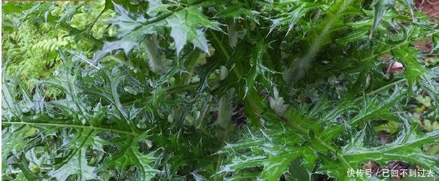 农村被称为“百草之王”的野草，却是一种中草药，见了一定带回家