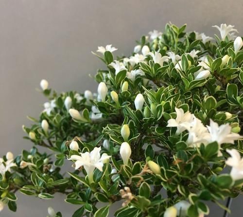  『开花』六月雪叶子发黄干边开花小是怎么回事？4点原因容易被忽视