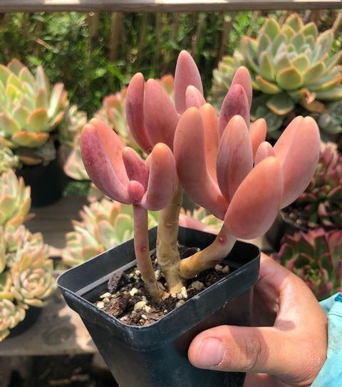  快速■多肉长徒不要急，学会“2个”小窍门，快速让它变老桩，变群生！