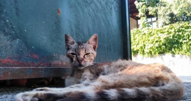 【奶奶】瘦弱老猫流浪多年,因一碗剩饭而“隐居”村庄,每天凌晨叫醒奶奶