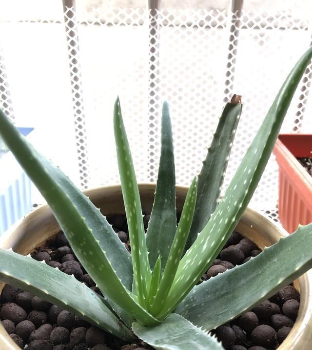 植物@家里养这些花的，最好别对它们“献殷勤”，这样才能养好花