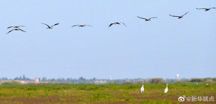 壮观!大批候鸟飞抵鄱阳湖越冬