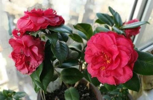  #空气湿度#北方养茶花，没有那么难，做好4点，朵朵娇滴滴“比手大”