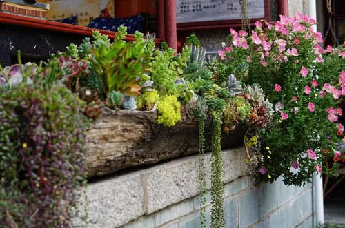 中国“最特别”的尼姑庵，只种花却不烧香！游客直称：太美了！